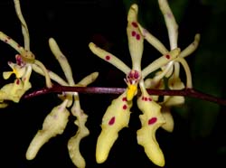 renanthera_citrina_ws_cd