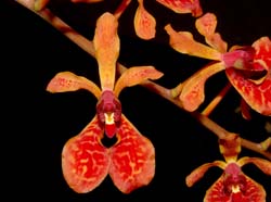 renanthera_phillipinensis2_ws_cd