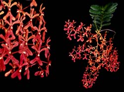 renanthera_phillipinensis_cd