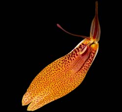 restrepia