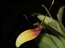 restrepia_antennifera_ws_cd