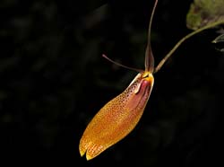 restrepia_elegans_cd