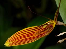 restrepia_falkenbergii_ws_cd