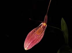 restrepia_guttulata_cd