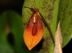 restrepia_mohri_WS_cd