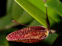 restrepia_pelyx_ws_cd