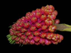 robiquetia_cerina_ws_cd