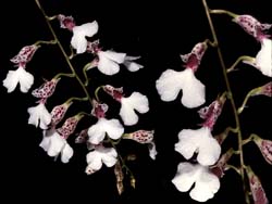 rodriguezia_decora_cd