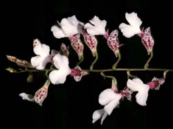 rodriguezia_decora_ma_cd