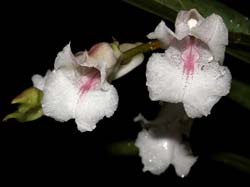 rodriguezia_satipona_cd