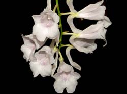 rodriguezia_satipona_ws_cd