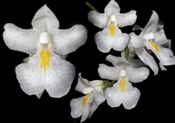 rodriguezia_venusta_cd