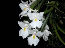 rodriguezia_venusta_ws_cd_cd