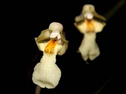 rodrigueziopsis_microphyton_ws_cd