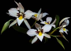 rossioglossum_madrense_cd