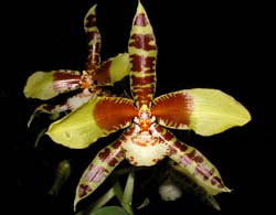 rossioglossum_rawdon_jester_cd