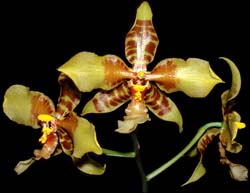 rossioglossum_schlieperianum_cd