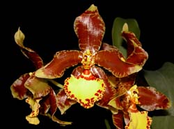 rossioglossum_splendens2_cd