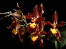 rossioglossum_splendens_cd