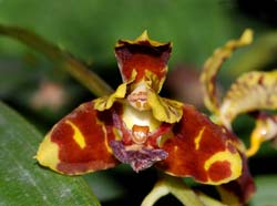 rudolfiella_picta_ip_cd