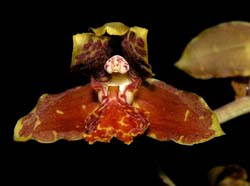 rudolfiella_saxicola3_cd