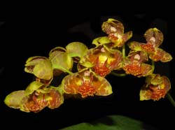 rudolfiella_saxicola4_cd