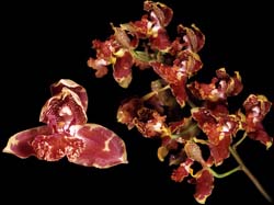 rudolfiella_saxicola_cd