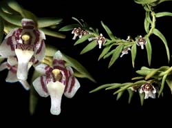 saccolabium_rantii_cd