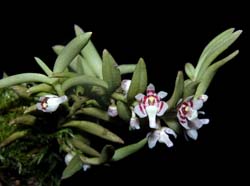 saccolabium_rantii_ws_cd