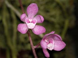 sarcochilus_ceciliae2_cd