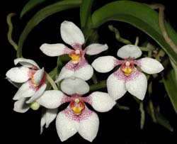 sarcochilus_hartmanii_cd