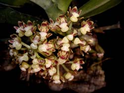 sarcochilus_pierrei_cd