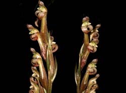 sarcoglottis_grandiflora_cd