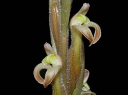 sarcoglottis_grandiflora_ws_cd