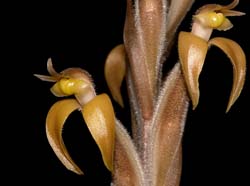 sarcoglottis_portillae_cd