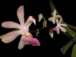 sarcoglyphis_mirabilis_cd