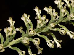 saurocephalum_elatum_cd