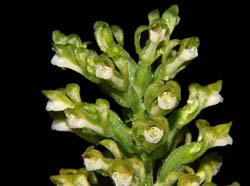 sauroglossum_elatum_ws_cd