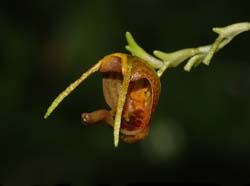 scaphosepalum_breve_ws_cd