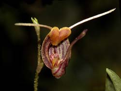 scaphosepalum_dalstroemii_cd