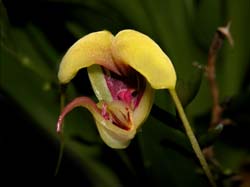 scaphosepalum_grande2_cd