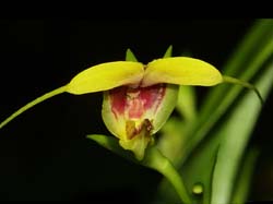 scaphosepalum_grande_cd