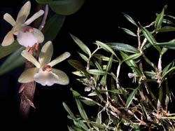 scaphyglottis_cuneata_cd