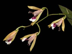 scelochilus_hirtzii_ws_cd