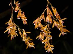 scelochilus_pacensium_ws_cd