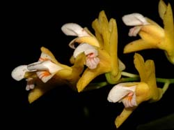 scelochilus_peruvianus_WS_cd