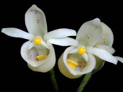 schlimmia_jasminodora_cd