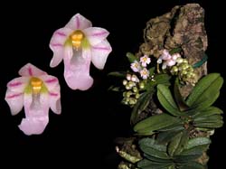 schoenorchis_fragrans2_cd