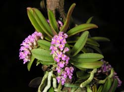 schoenorchis_fragrans3_cd
