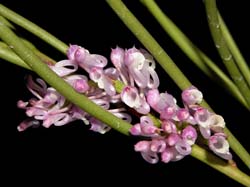 schoenorchis_juncifolia_cd